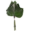 HEH/9100 Lierre Hedera Arborea stabilisée Grand Feuilles Vert 20-30cm X 10 pcs