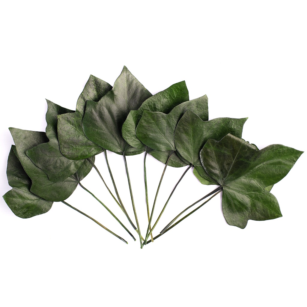 HEH/9100 Lierre Hedera Arborea stabilisée Grand Feuilles Vert 20-30cm X 10 pcs