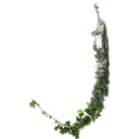 HEP/9103 Lierre Hedera Helix stabilisée Vert 50-70cm