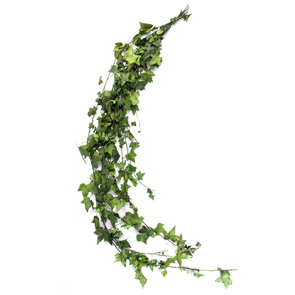 HEP/9103 Lierre Hedera Helix stabilisée Vert 50-70cm