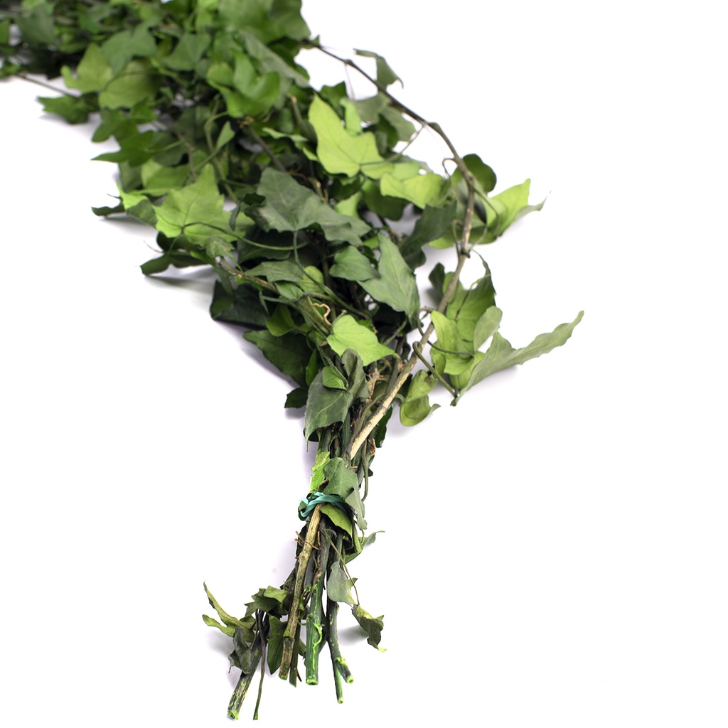 HEP/9103 Lierre Hedera Helix stabilisée Vert 50-70cm