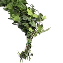 HEP/9103 Lierre Hedera Helix stabilisée Vert 50-70cm