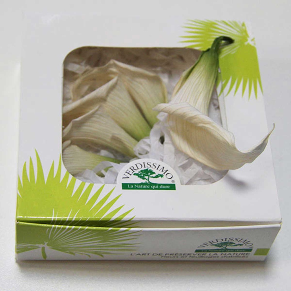 MCL/5000 Calla Lilyi Preserved White Natural W-Box 5 heads 