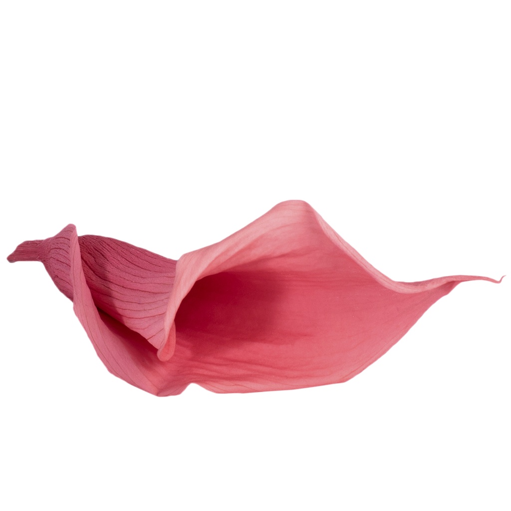MCL/5540 Calla Lilyi stabilizzata Rose corail W-Box 5 têtes
