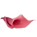 MCL/5540 Calla Lilyi stabilizzata Rose corail W-Box 5 têtes