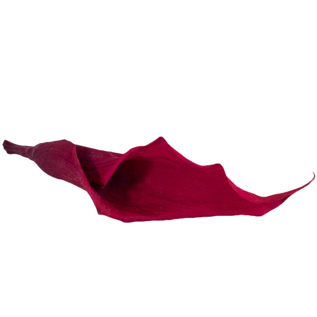 MCL/5800 Calla Lilyi stabilisierte Burgund W-Box 5 knospen