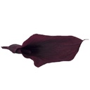 MCL/5840 Calla Lilyi stabilisierte Blackberry W-Box 5 knospen