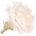 CAR/1000 Garofano stabilizzato bianco W-Box 6 teste