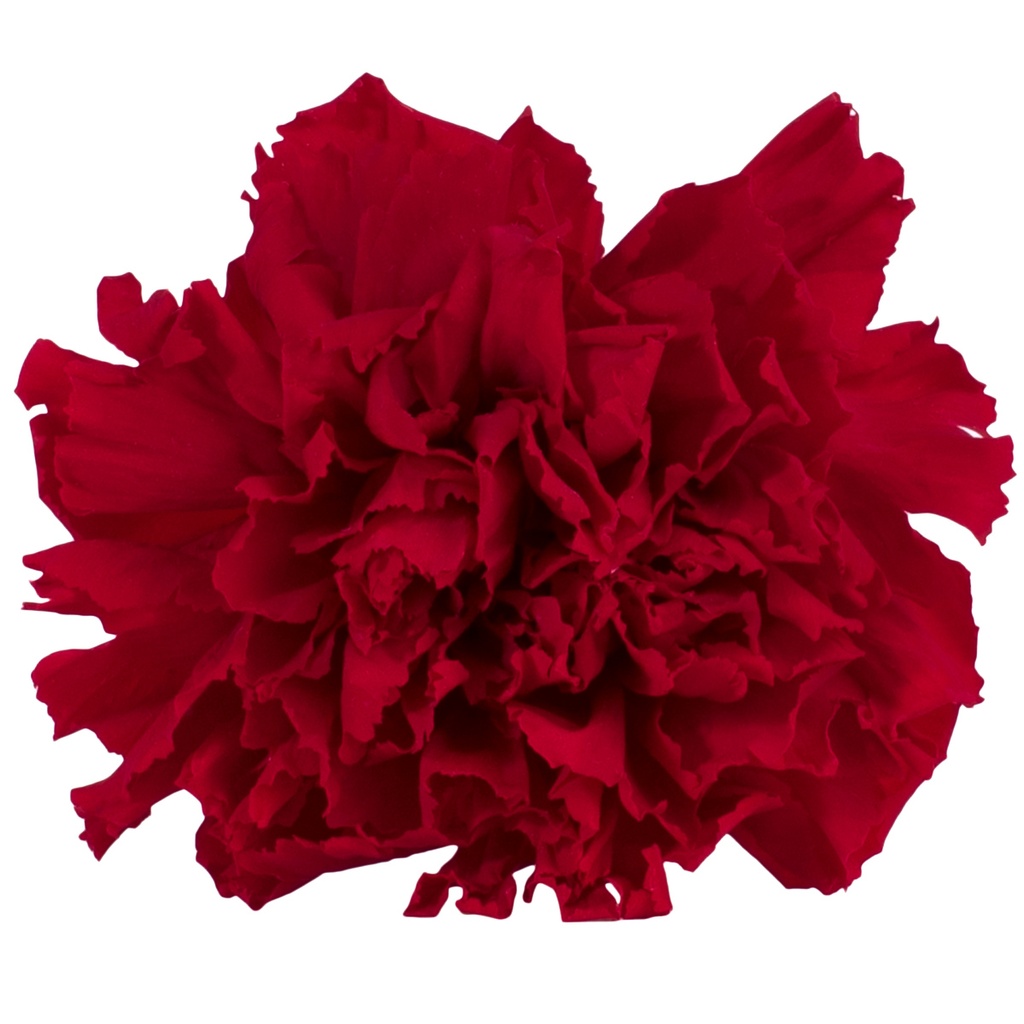CAR/1200 Nelke stabilisierte Rot W-Box 6 knospen