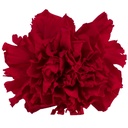 CAR/1200 Nelke stabilisierte Rot W-Box 6 knospen