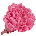 CAR/1420 Nelke stabilisierte Pastell Rosa W-Box 6 knospen
