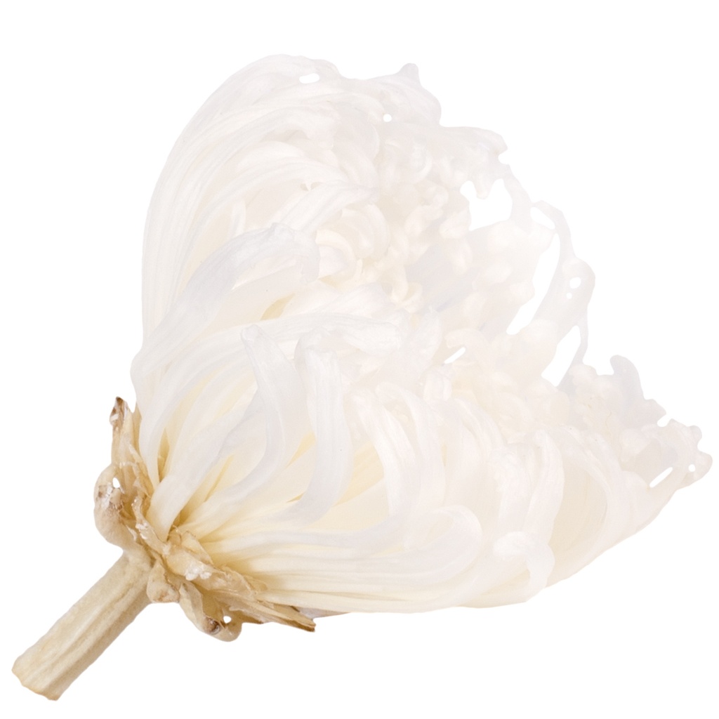 ANA/2000 Chrysantheme Anastasia Stabilisierte  Weiß W-Box 4 knospen
