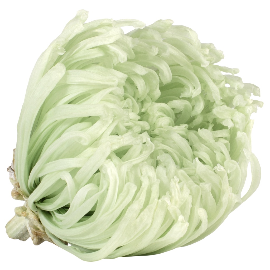 ANA/2160 Chrysantheme Anastasia Stabilisierte Minze Grün W-Box 4 knospen