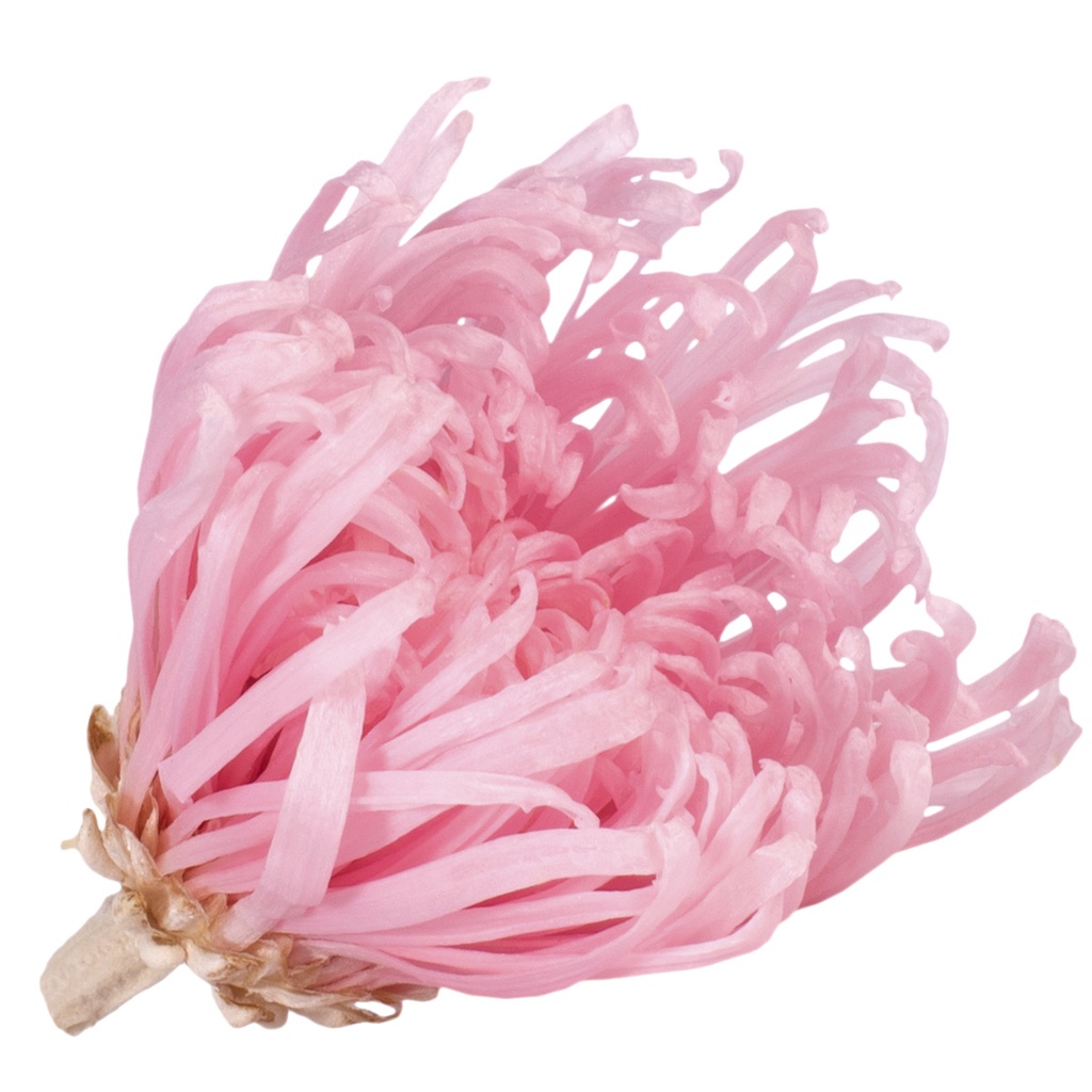 ANA/2420 Chrysantheme Anastasia stabilisierte Pastell Rosa W-Box 4 knospen
