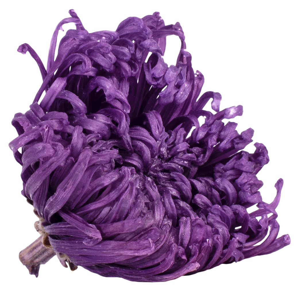 ANA/2840 Chrysantheme Anastasia Stabilisierte Lila W-Box 4 knospen