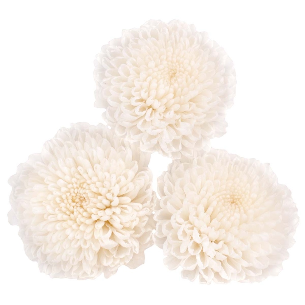 FOC/2000 Chrysantheme Focus stabilisierte Weiß W-Box 12 knospen