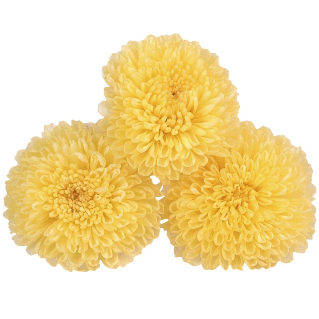 FOC/2320 Chrysantheme Focus stabilisierte Weiches Gelb W-Box 12 knospen