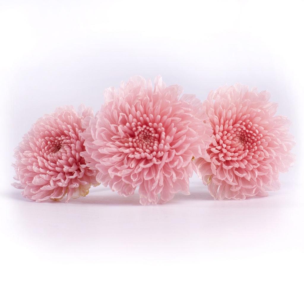 FOC/2420 Chrysantheme Focus stabilisierte Pastell Rosa W-Box 12 knospen