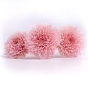 FOC/2420 Chrysantheme Focus stabilisierte Pastell Rosa W-Box 12 knospen
