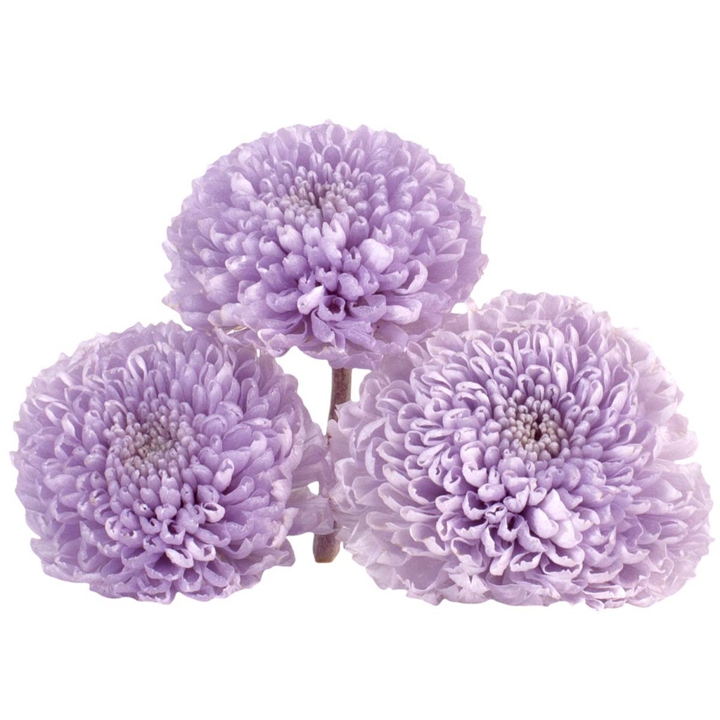 FOC/2820 Chrysantheme Focus stabilisierte Soft Flieder W-Box 12 knospen