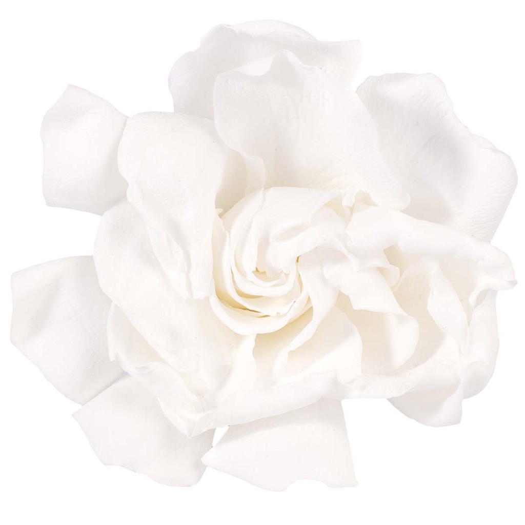 GAR/2000 Gardenia Bianco Stabilizzato W-Box 3 teste