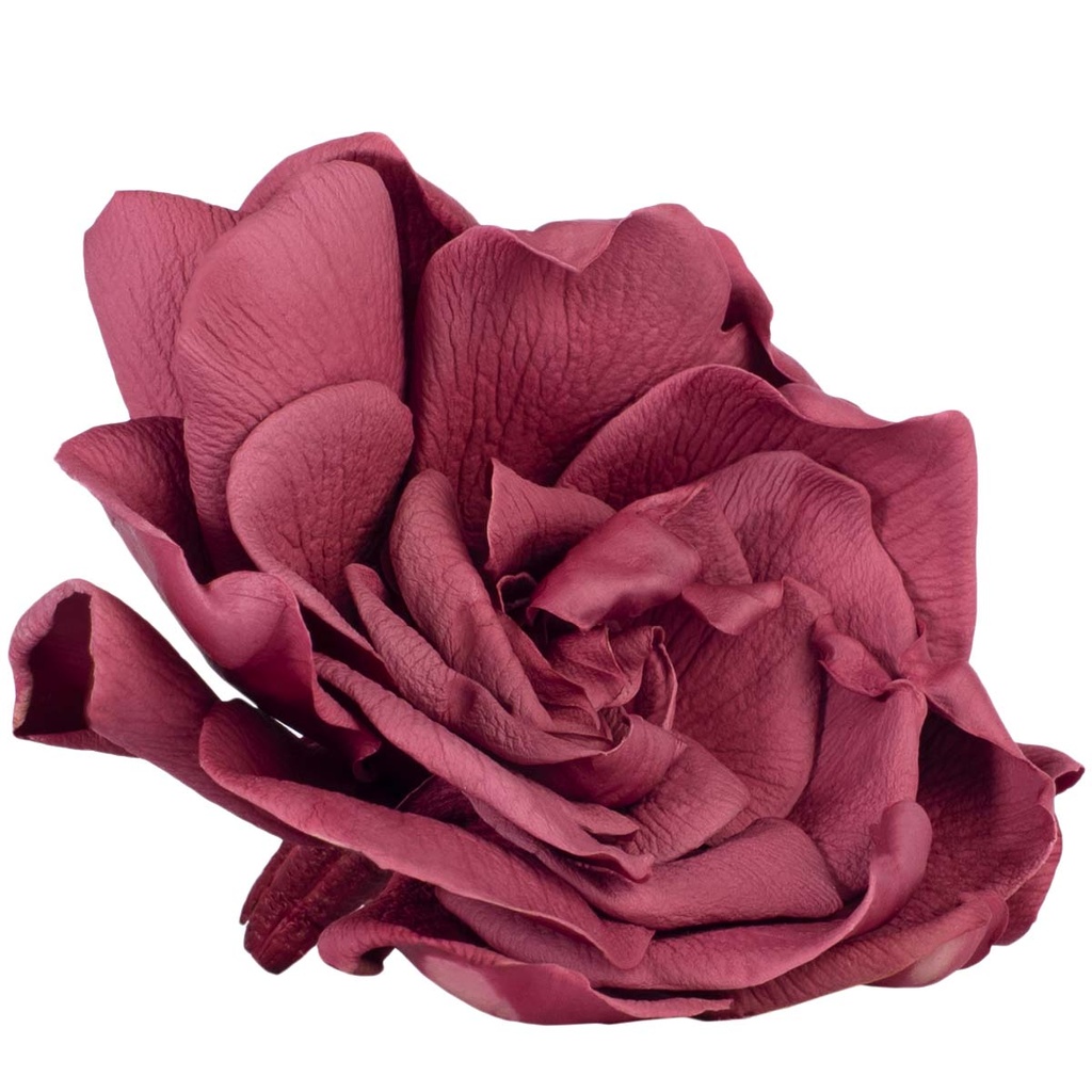 GAR/2470 Gardenia stabilisierte Cranberry W-Box 3 knospen