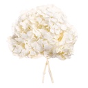 HRT/0000 Hydrangea Standard stabilisierte Weiß 1 blumenstrauss 50 gr