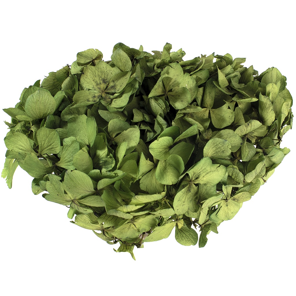 HRT/0100 Hydrangea Standard stabilisierte Olive Grün 1 blumenstrauss 50 gr
