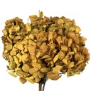HRT/0130 Hydrangea Standard stabilisierte Grün 1 blumenstrauss 50 gr
