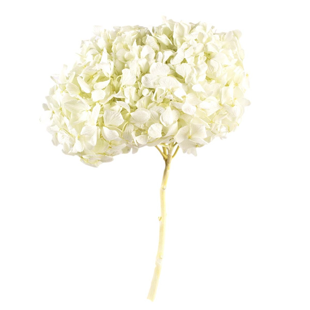 HRT/0160 Hydrangea Standard stabilisierte Minze Grün 1 blumenstrauss 50 gr