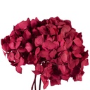 HRT/0200 Hydrangea Standard stabilisierte Rot 1 blumenstrauss 50 gr