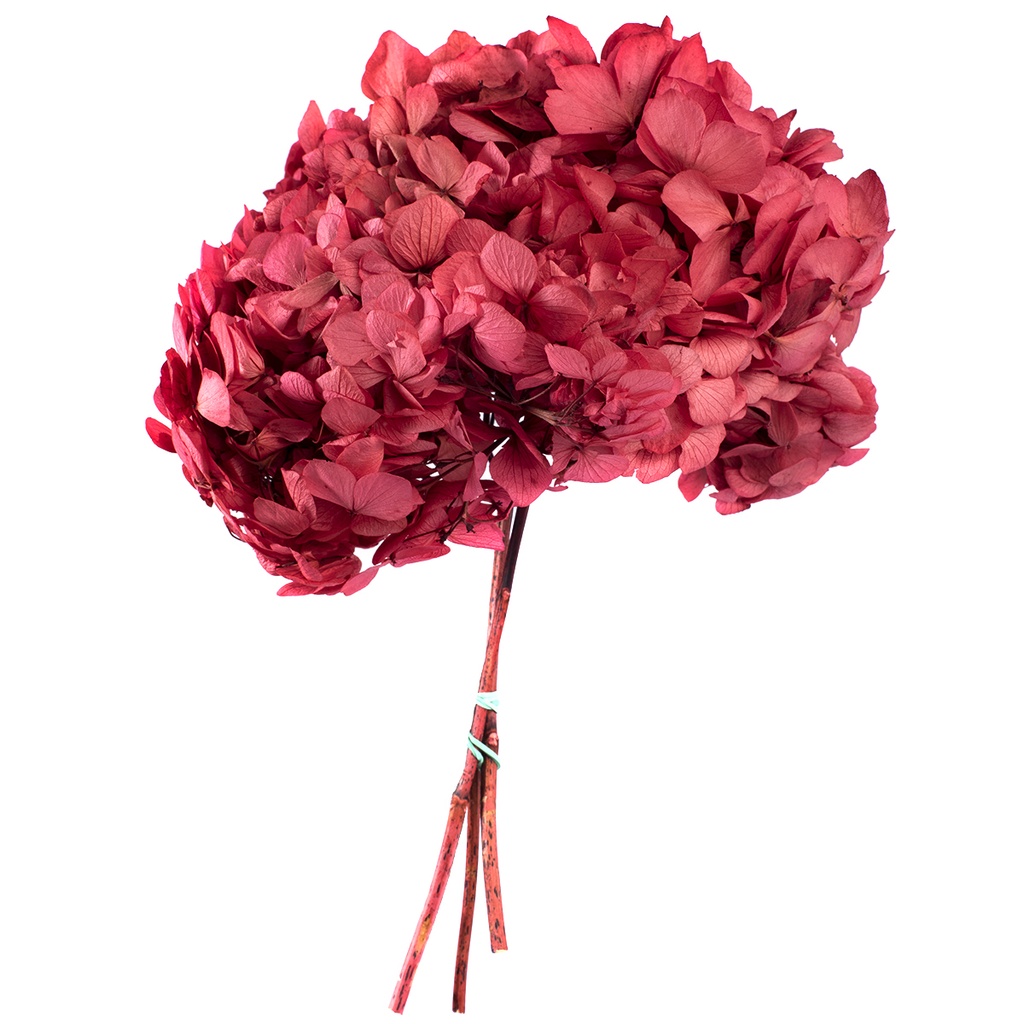 HRT/0400 Hydrangea Standard stabilisierte Dunkel Rosa 1 blumenstrauss 50 gr