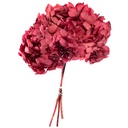 HRT/0400 Hydrangea Standard stabilisierte Dunkel Rosa 1 blumenstrauss 50 gr
