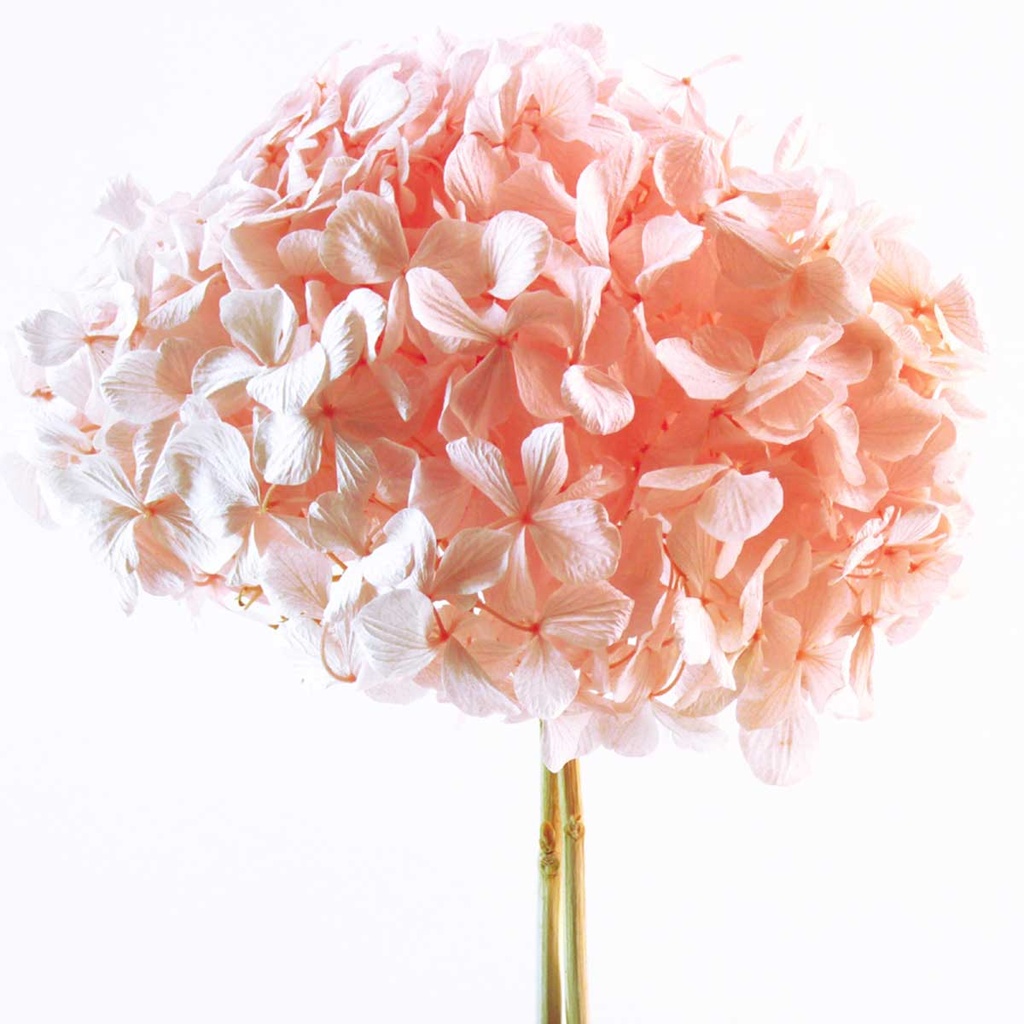 HRT/0430 Hydrangea stabilisierte Standard Hell Rosa 1 blumenstrauss 50 gr