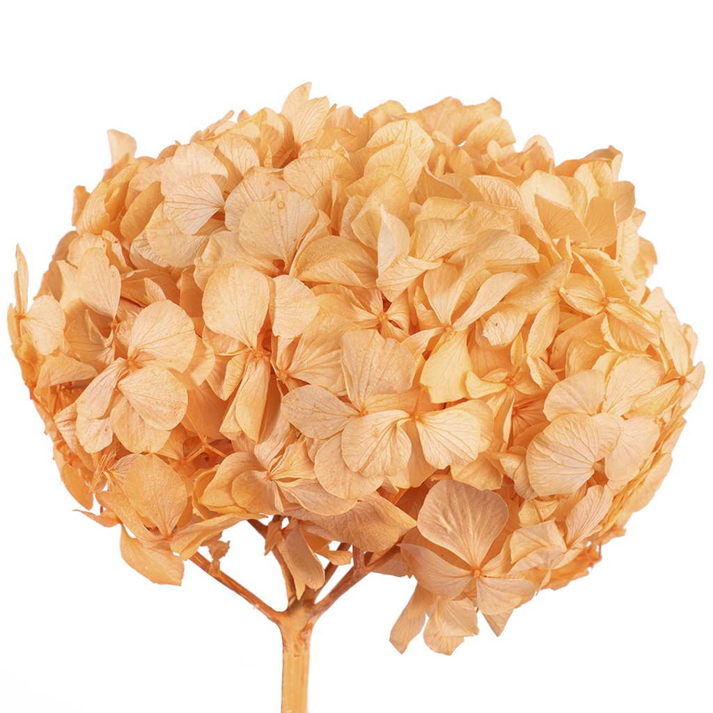 HRT/0530 Hydrangea Standard stabilisierte Hell Orange 1 blumenstrauss 50 gr