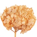 HRT/0530 Hydrangea Standard stabilisierte Hell Orange 1 blumenstrauss 50 gr