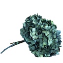 HRT/0610 Hydrangea Standard stabilisierte Blau 1 blumenstrauss 50 gr