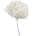 HRT/0630 Hydrangea Standard stabilisierte Hellblau 1 blumenstrauss 50 gr,