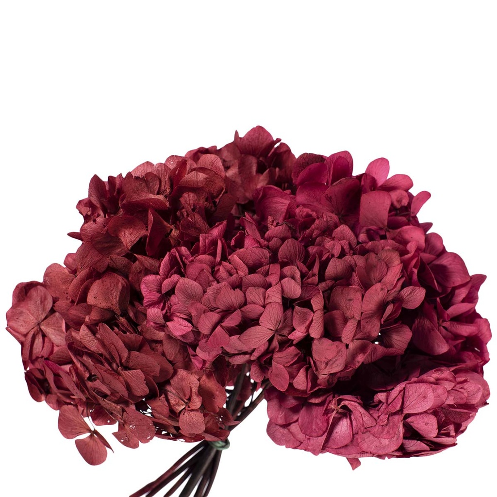 HRT/0710 Hydrangea Standard stabilisierte Byzanz 1 blumenstrauss 50 gr