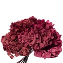 HRT/0710 Hydrangea Standard stabilisierte Byzanz 1 blumenstrauss 50 gr