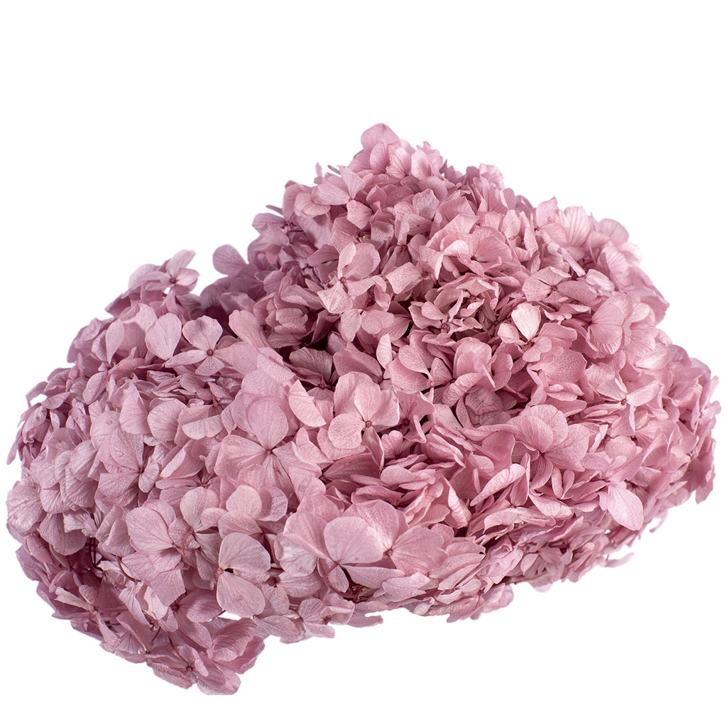 HRT/0820 Hydrangea Standard stabilisierte Flieder 1 blumenstrauss 50 gr