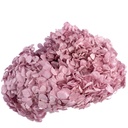 HRT/0820 Hydrangea Standard stabilisierte Flieder 1 blumenstrauss 50 gr