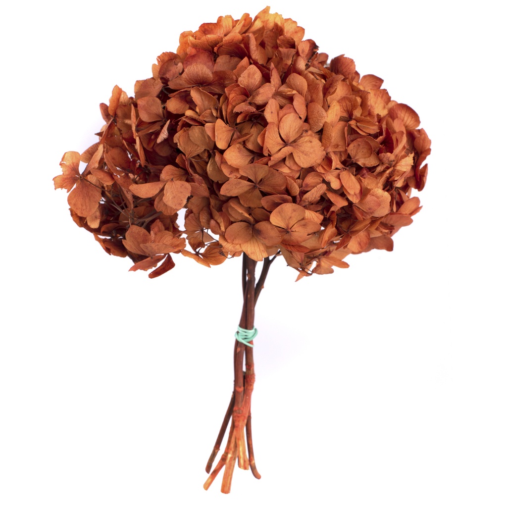 HRT/0900 Hydrangea Standard stabilisierte Herbst 1 blumenstrauss 50 gr