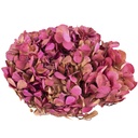 HRT/2040 Hydrangea stabilisierte Zweifarbige Creme/Rosa 1 blumenstrauss 50 gr