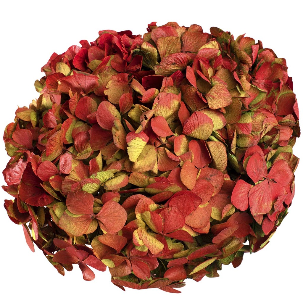 HRT/2120 Hydrangea stabilisierte Zweifarbige Grün/Rot 1 blumenstrauss 50 gr