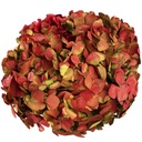 HRT/2120 Hydrangea stabilisierte Zweifarbige Grün/Rot 1 blumenstrauss 50 gr