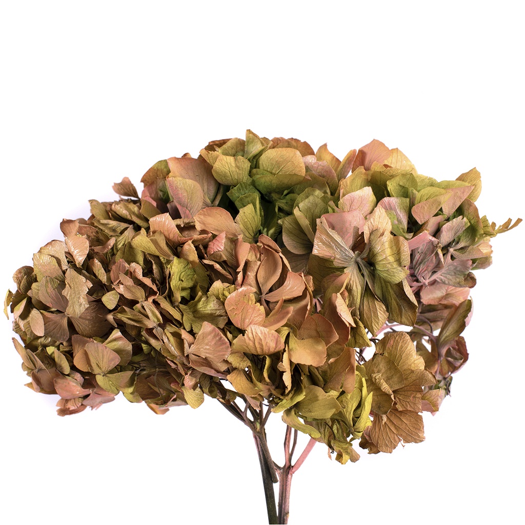 HRT/2140 Hydrangea stabilisierte Zweifarbige Grün/Pink 1 blumenstrauss 50 gr