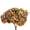 HRT/2140 Hydrangea stabilisierte Zweifarbige Grün/Pink 1 blumenstrauss 50 gr