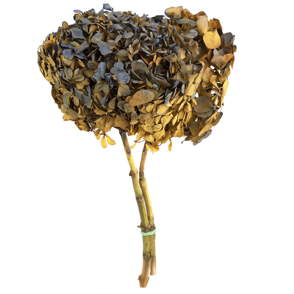 HRT/2160 Hydrangea stabilisierte Zweifarbige Grün/Blau 1 blumenstrauss 50 gr,