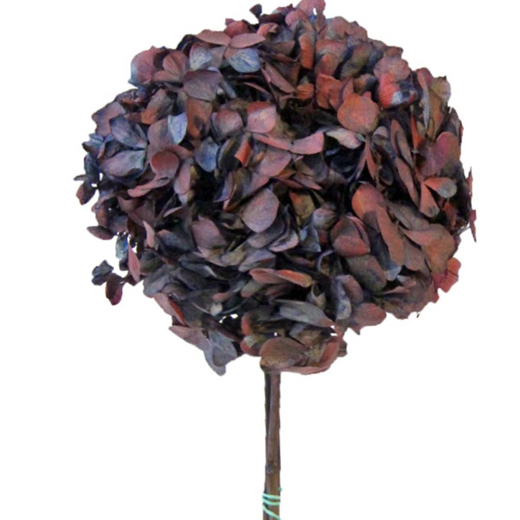 HRT/2680 Hydrangea stabilisierte Zweifarbige Blau/Burgund 1 blumenstrauss 50 gr